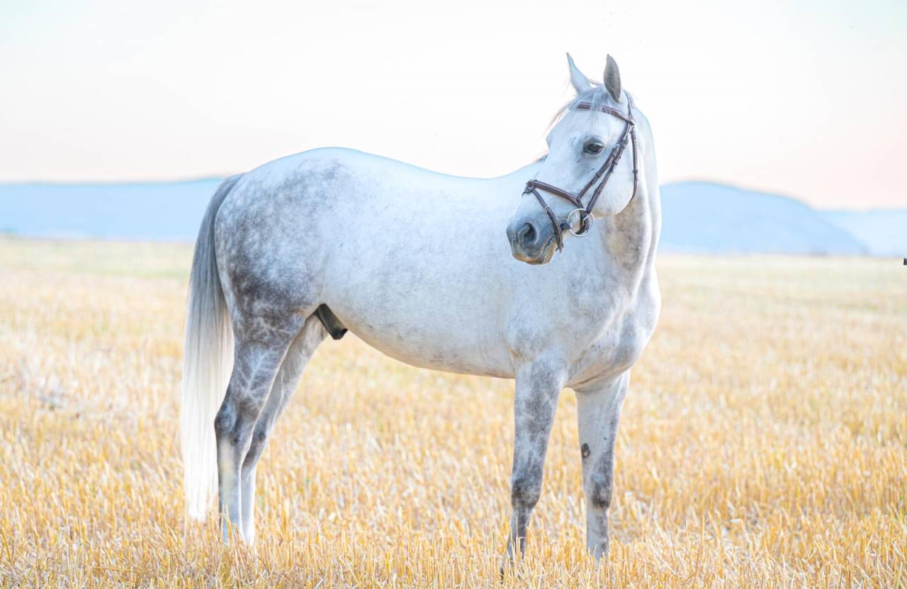 Castrone PFS Pony Francese da Sella In vendita 2017 Grigio