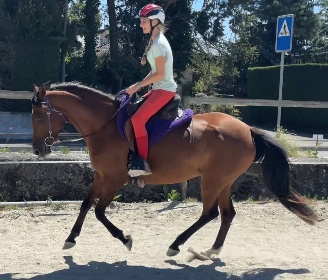 Cavalla Purosangue Arabo In vendita 2019 Baio ,  Eaunoire Isaac