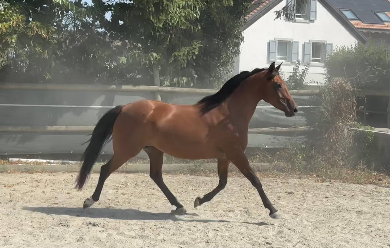 Cavalla Purosangue Arabo In vendita 2019 Baio ,  Eaunoire Isaac