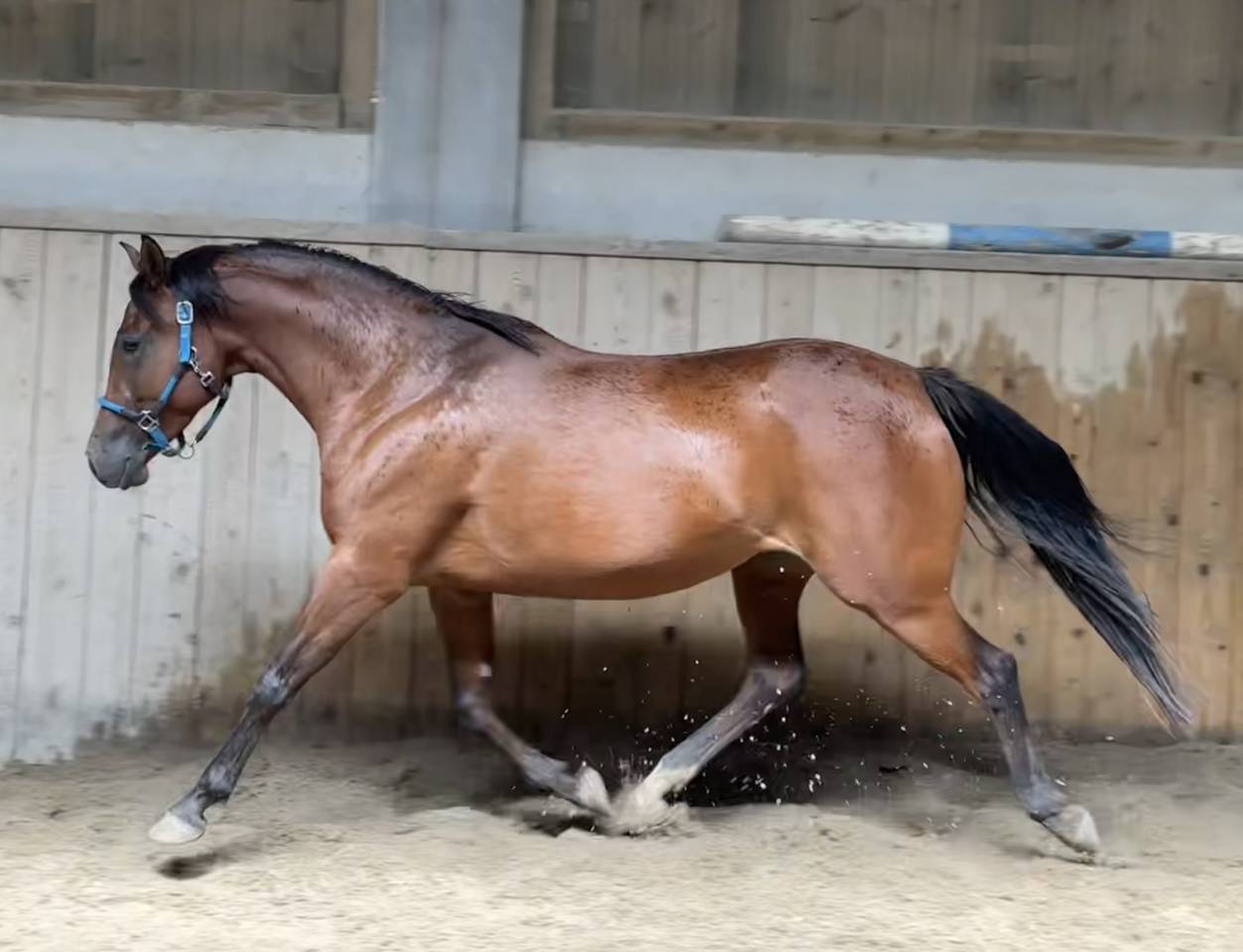 Cavalla Purosangue Arabo In vendita 2019 Baio ,  Eaunoire Isaac