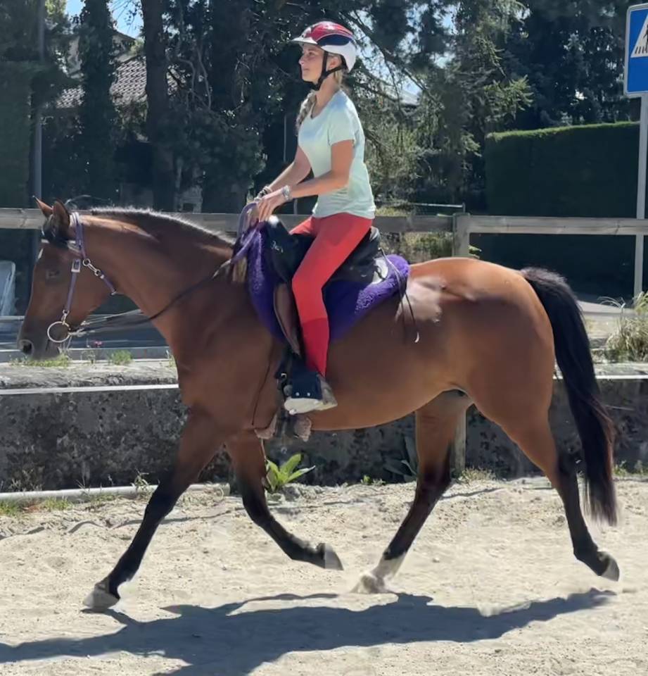 Cavalla Purosangue Arabo In vendita 2019 Baio ,  Eaunoire Isaac