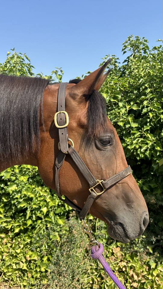 Cavalla Purosangue Arabo In vendita 2019 Baio ,  Eaunoire Isaac