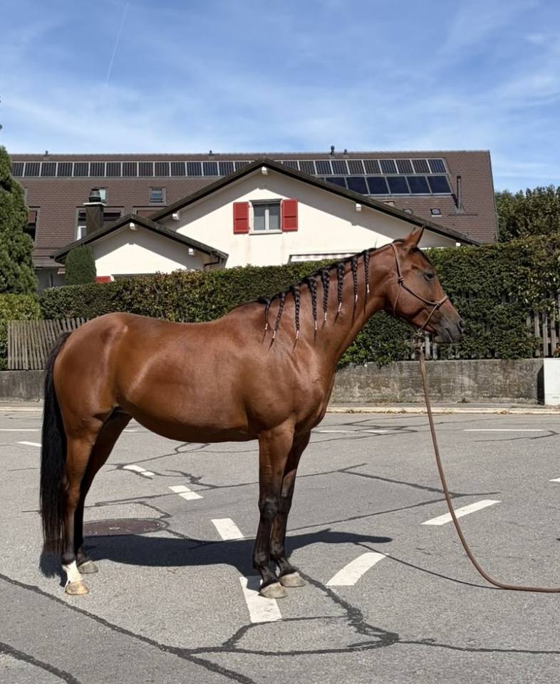 Cavalla Purosangue Arabo In vendita 2019 Baio ,  Eaunoire Isaac