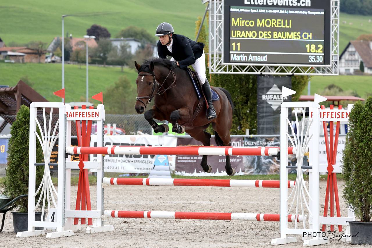 Castrone Cavallo da Sport Swizzero In vendita 2016 Baio ,  URANUS DE LA FOLIE