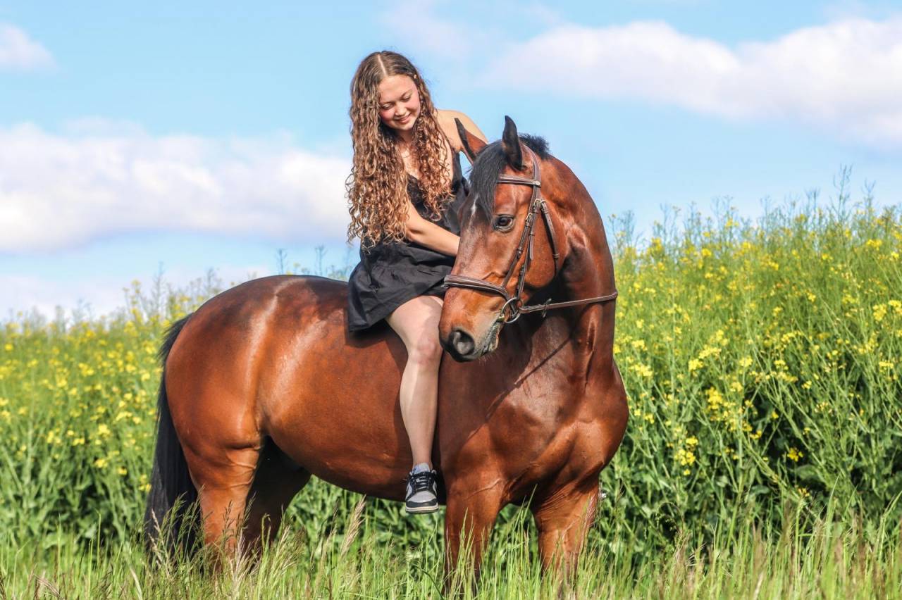 Castrone Cavallo da Sport Swizzero In vendita 2016 Baio ,  URANUS DE LA FOLIE