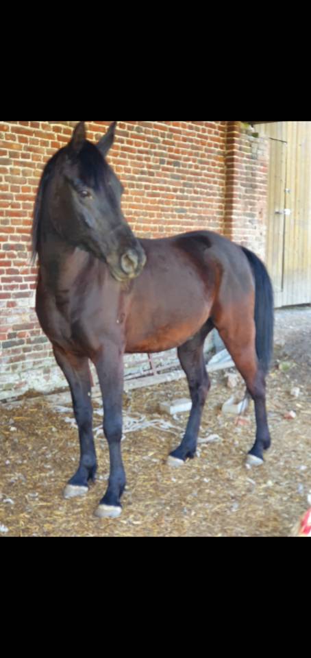 Castrone Purosangue Arabo In vendita 2015 Nero ,  ESTA SKAZIR