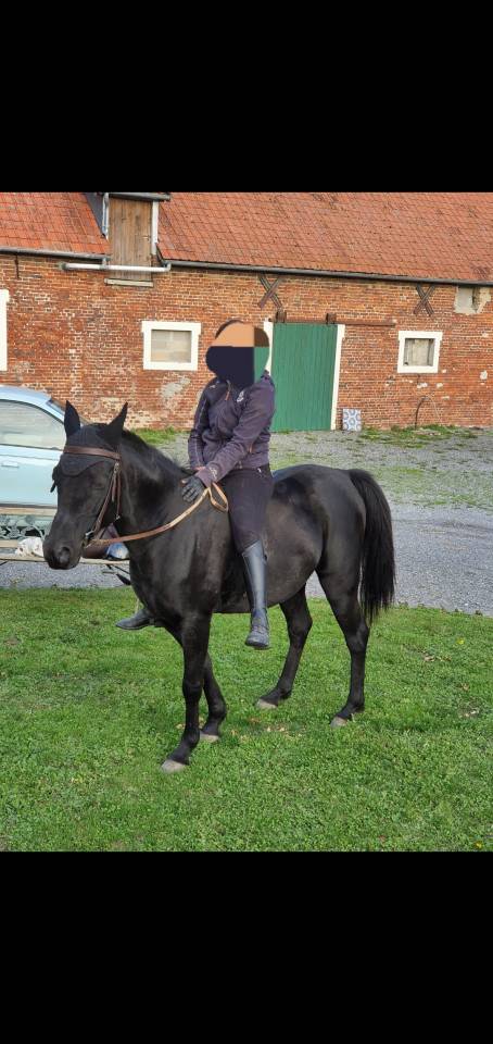 Castrone Purosangue Arabo In vendita 2015 Nero ,  ESTA SKAZIR