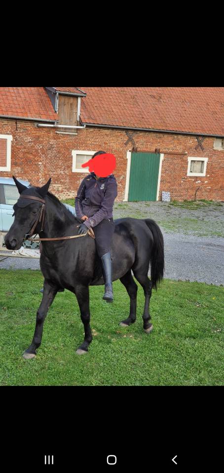 Castrone Purosangue Arabo In vendita 2015 Nero ,  ESTA SKAZIR