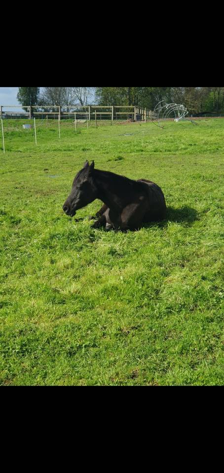 Castrone Purosangue Arabo In vendita 2015 Nero ,  ESTA SKAZIR