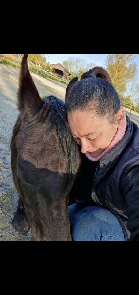 Castrone Purosangue Arabo In vendita 2015 Nero ,  ESTA SKAZIR