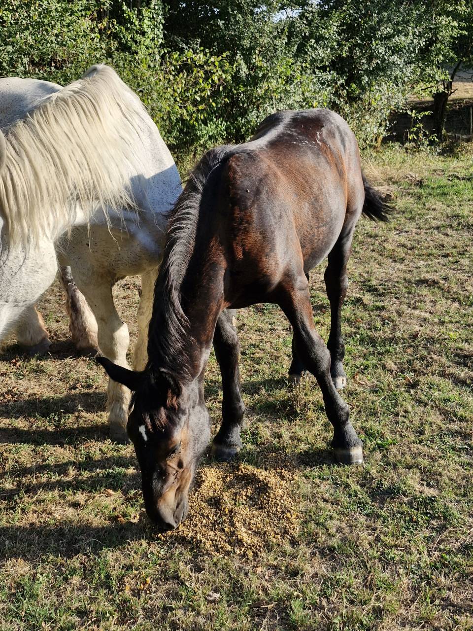 Puledra Percheron In vendita 2026 Nero ,  VIADUC DU BUAT