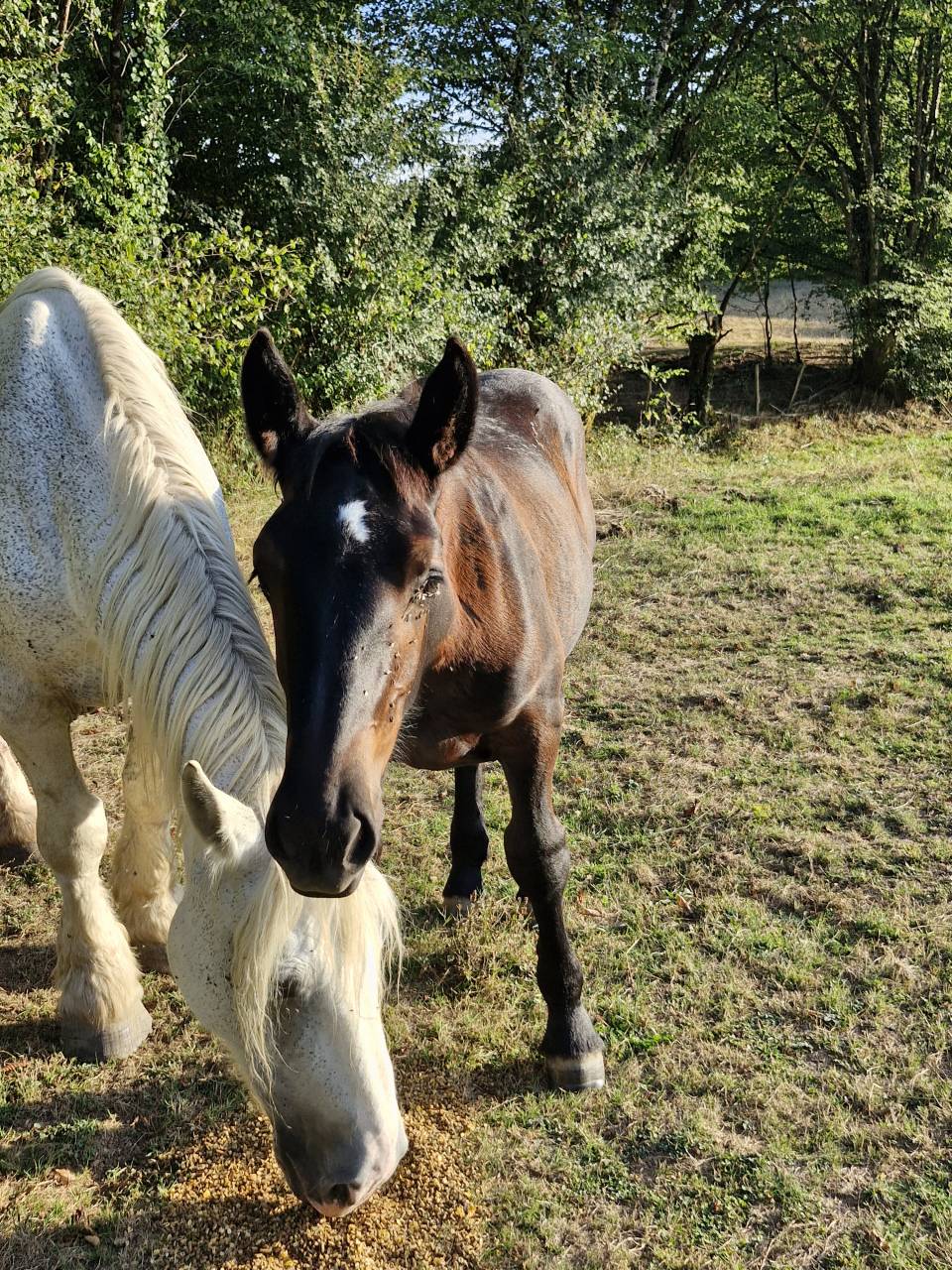 Puledra Percheron In vendita 2026 Nero ,  VIADUC DU BUAT