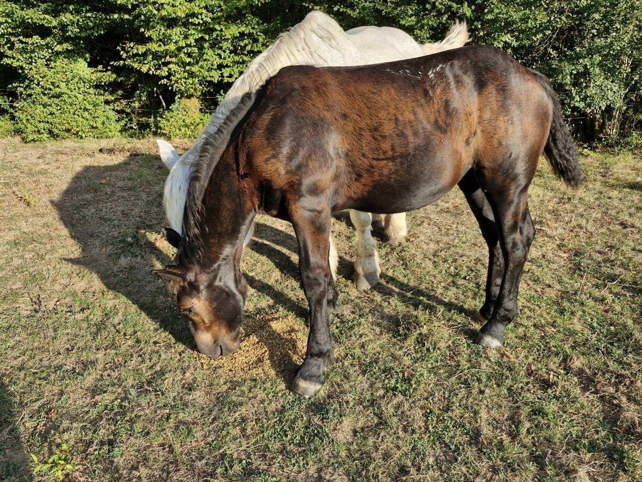 Puledra Percheron In vendita 2026 Nero ,  VIADUC DU BUAT