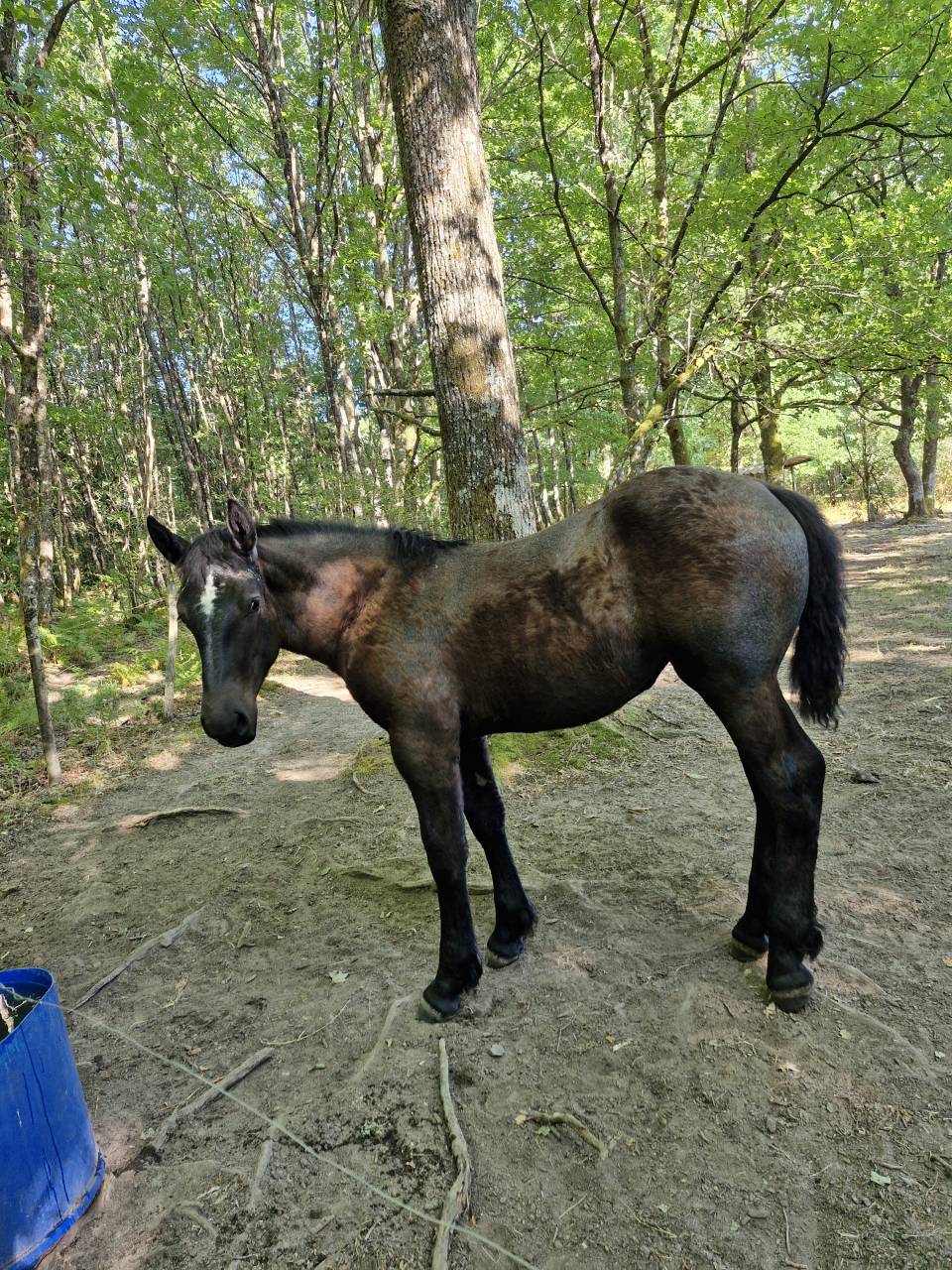 Puledra Percheron In vendita 2026 Nero ,  VIADUC DU BUAT