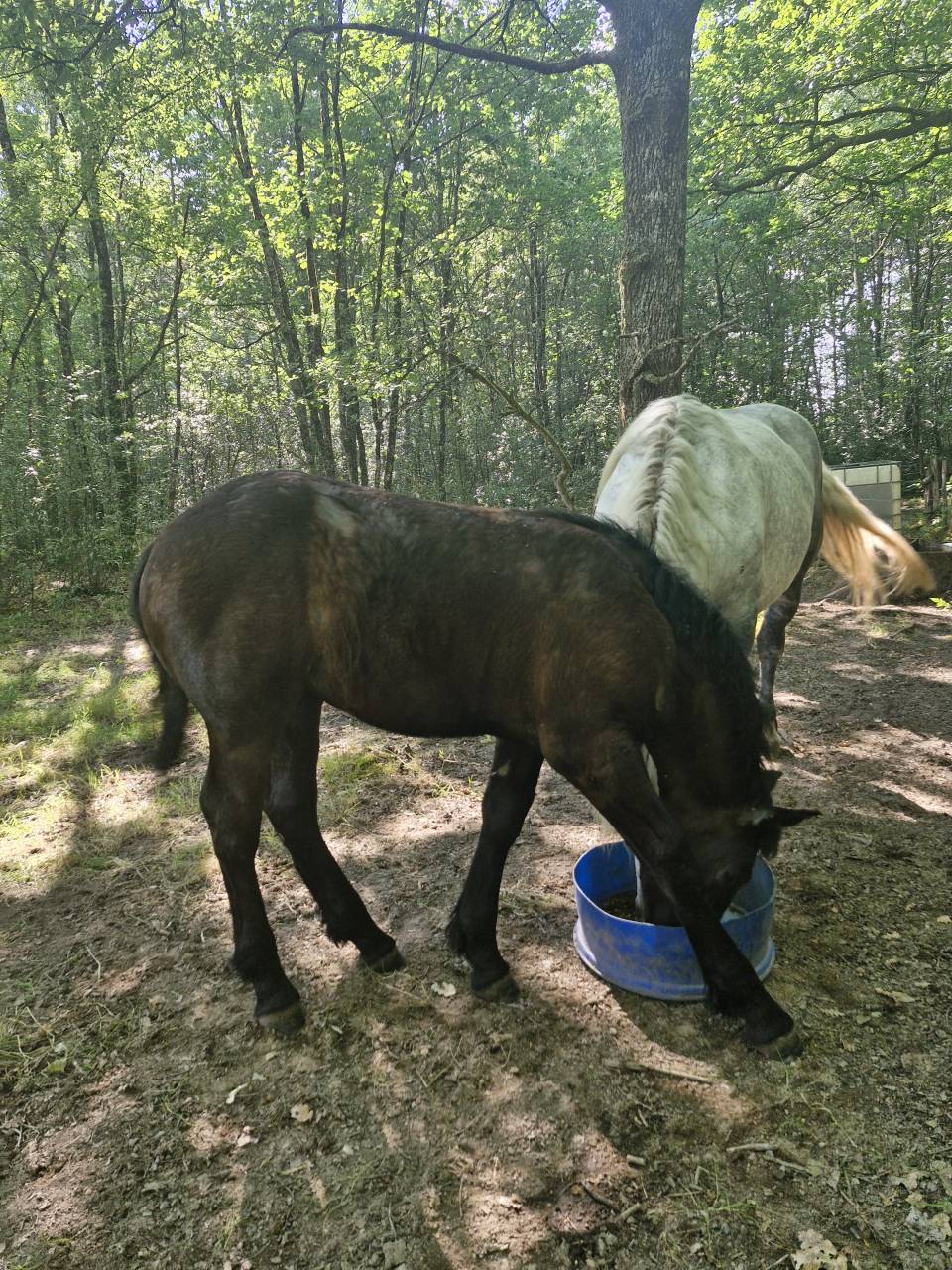 Puledra Percheron In vendita 2026 Nero ,  VIADUC DU BUAT
