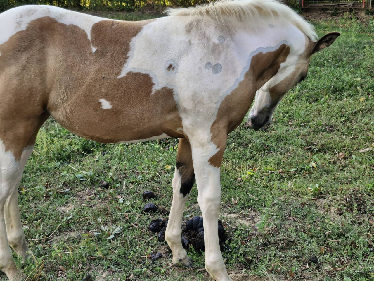 Puledra Paint Horse In vendita 2026 Tobiano ,  EMH TITANS STARFIRMIN