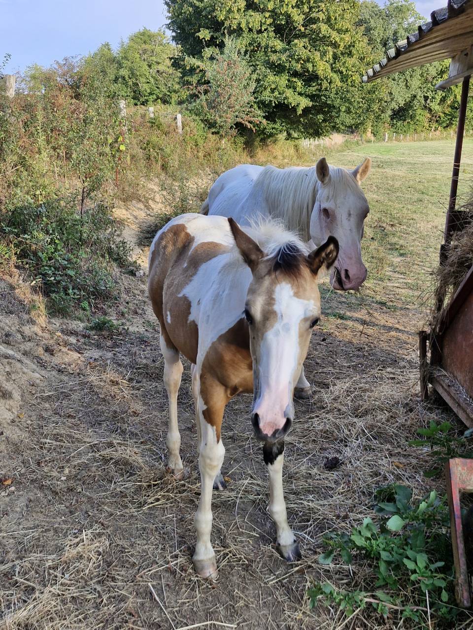 Puledra Paint Horse In vendita 2026 Tobiano ,  EMH TITANS STARFIRMIN