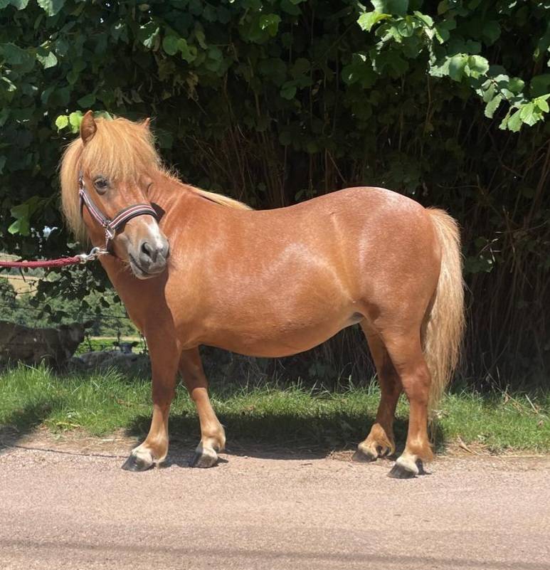Fattrice Shetland In vendita 2021 Sauro
