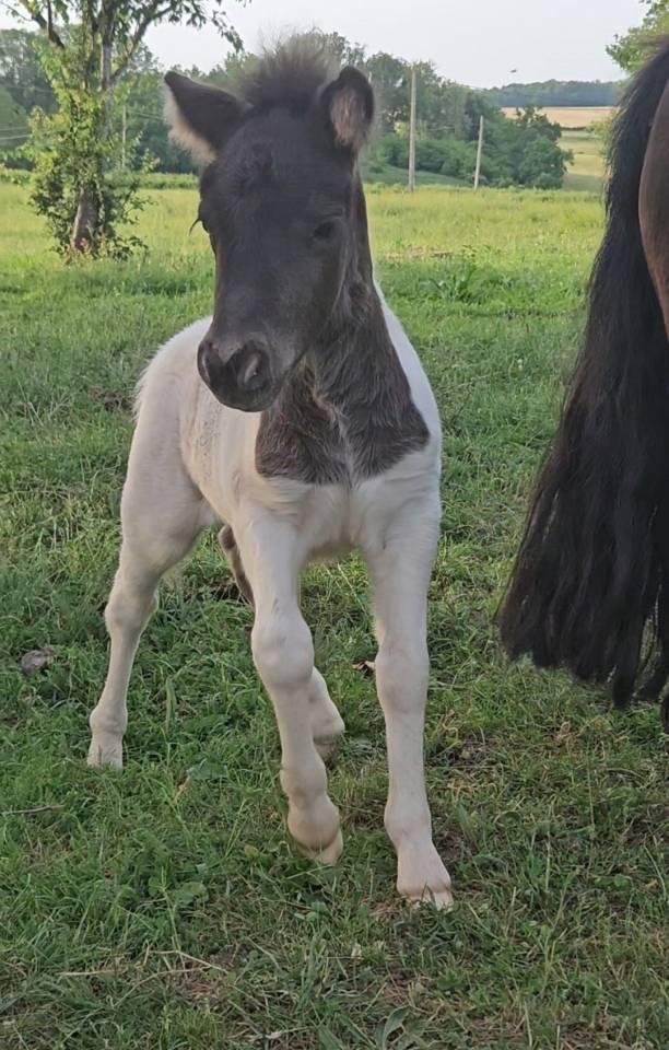 Fattrice Shetland In vendita 2021 Sauro