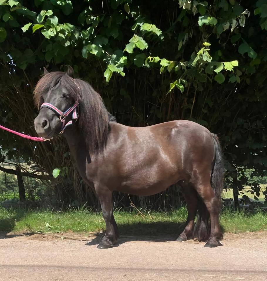 Fattrice Shetland In vendita 2021 Sauro