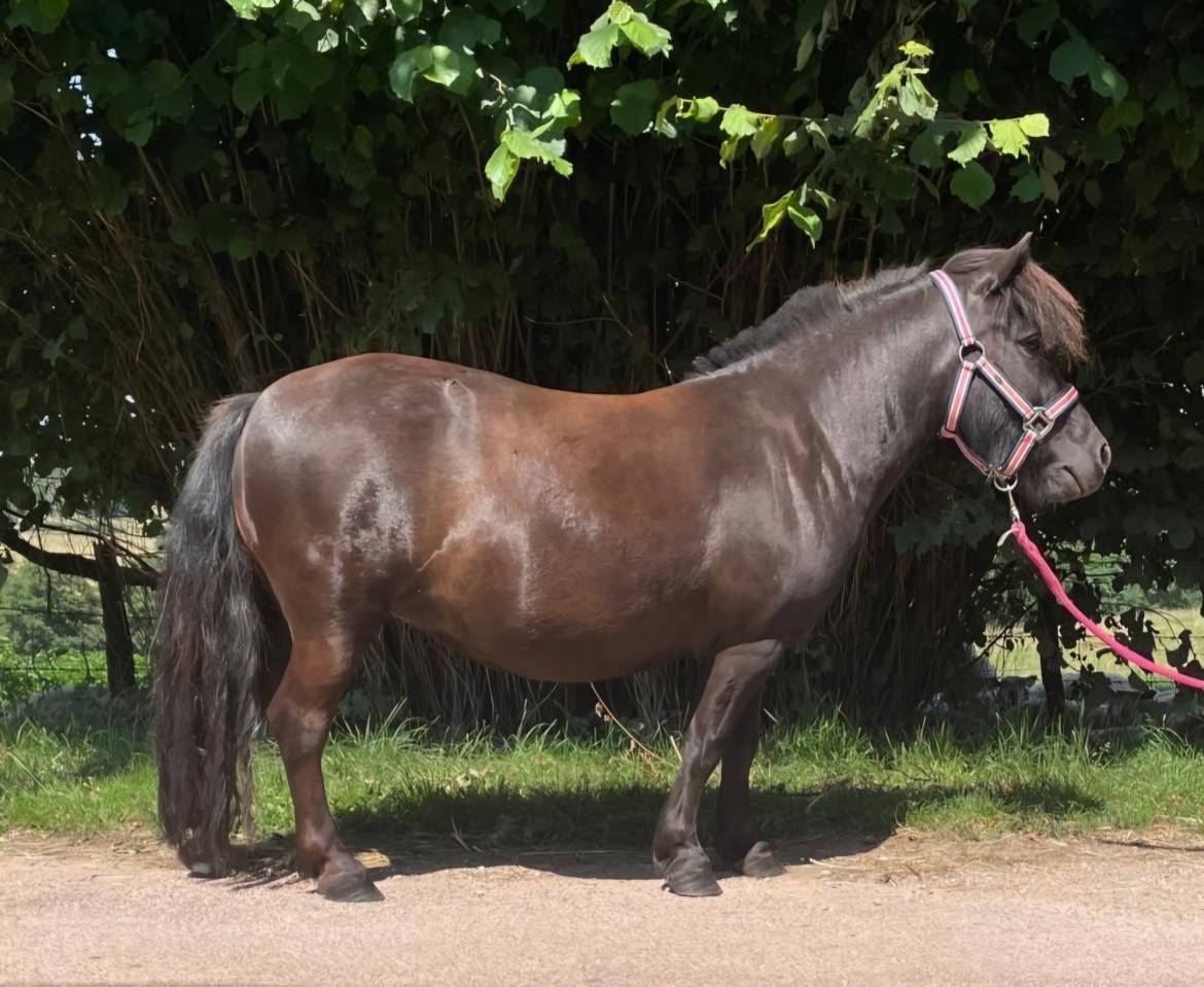Fattrice Shetland In vendita 2021 Sauro