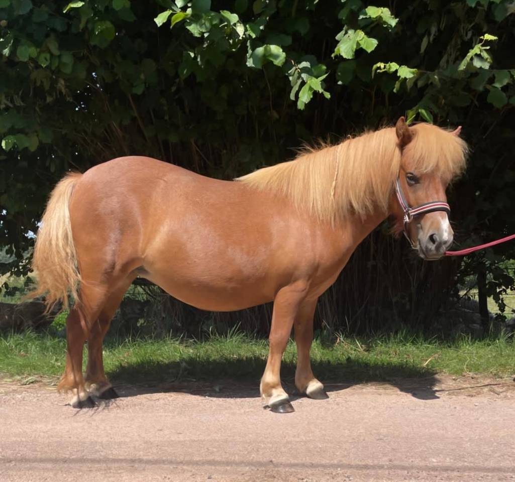 Fattrice Shetland In vendita 2021 Sauro