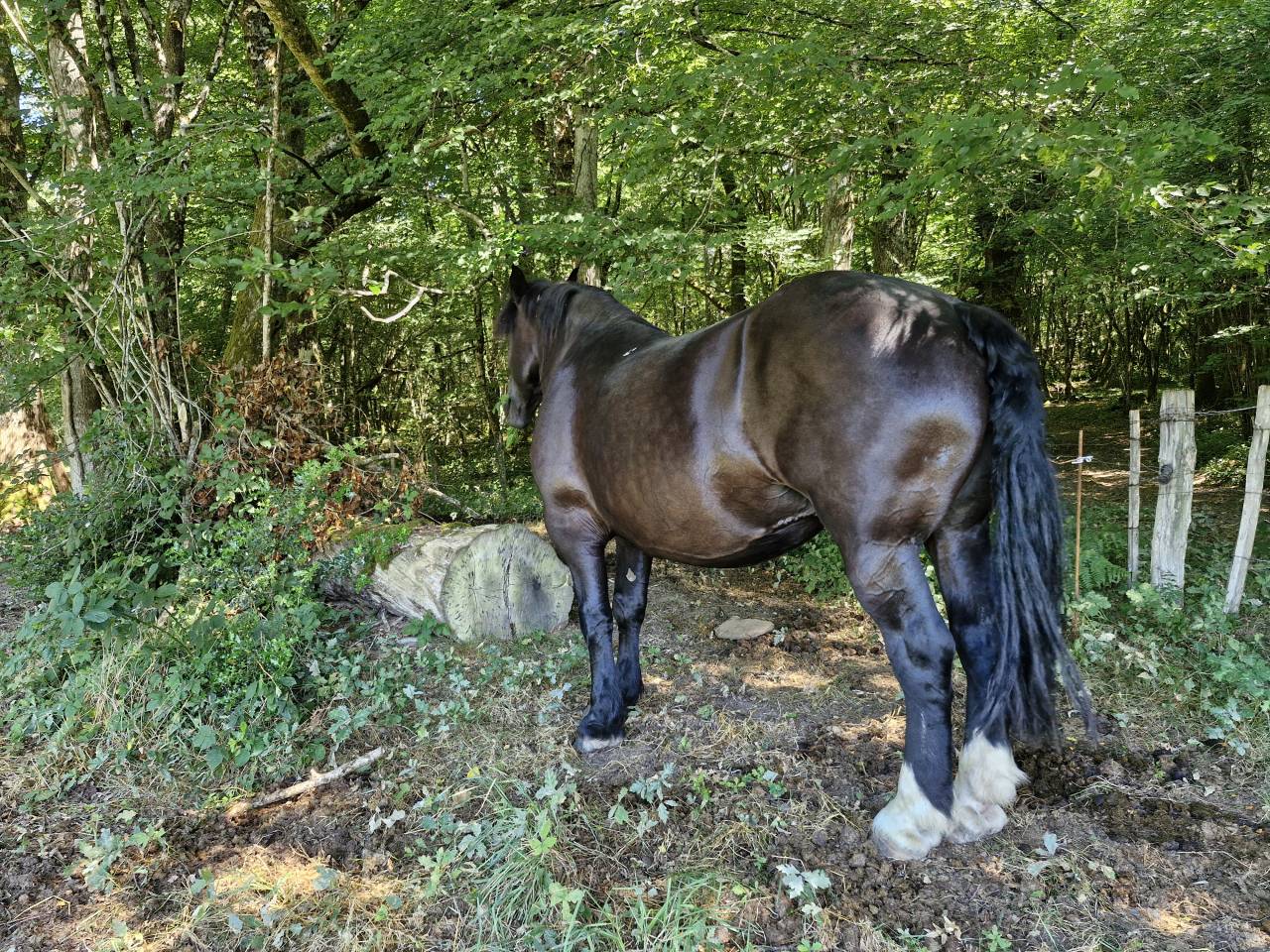 Cavalla Percheron In vendita 2012 Nero