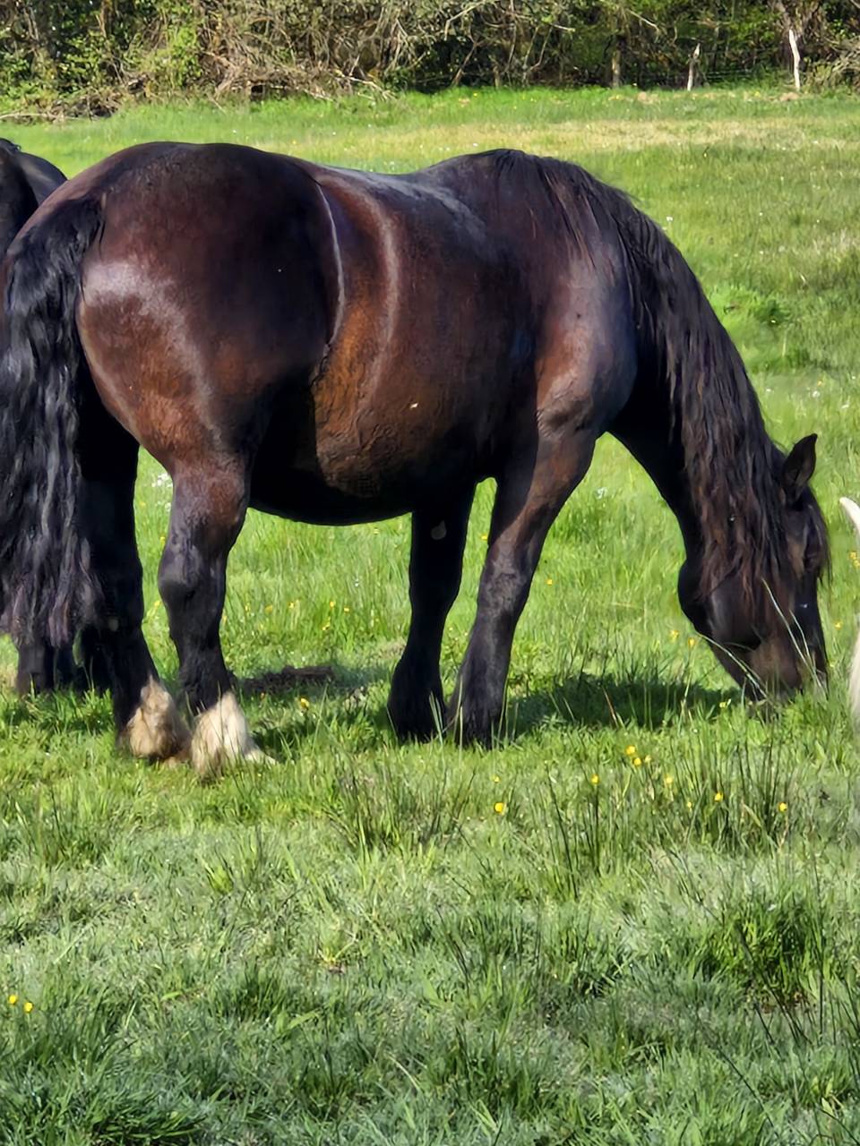 Cavalla Percheron In vendita 2012 Nero