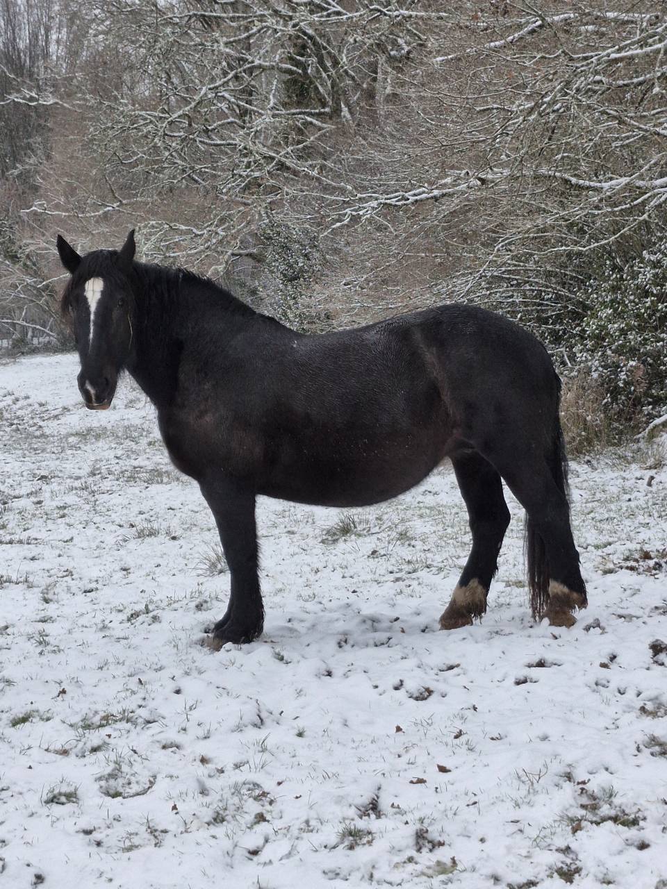 Cavalla Percheron In vendita 2012 Nero