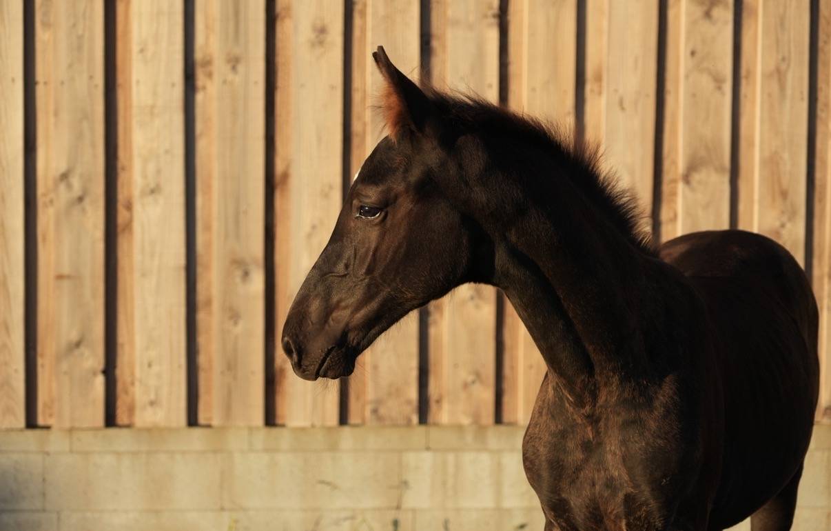 Puledro sBs Cavallo da Sport Belgio In vendita 2026 Nero ,  PEGASE VAN'T RUYTERSHOF