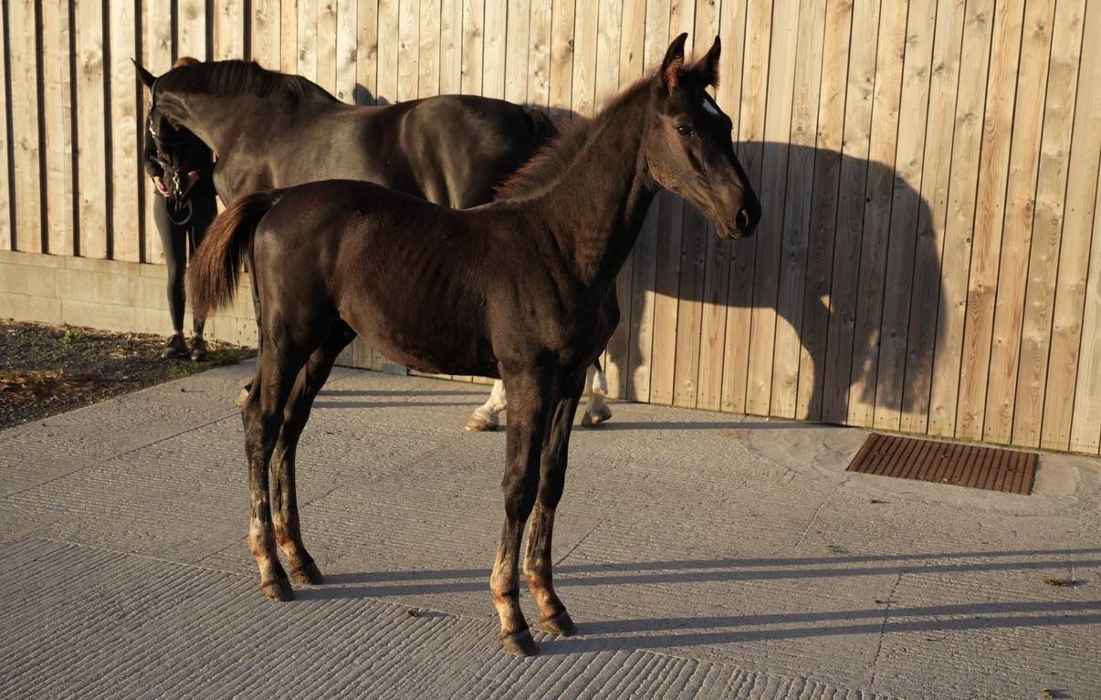 Puledro sBs Cavallo da Sport Belgio In vendita 2026 Nero ,  PEGASE VAN'T RUYTERSHOF