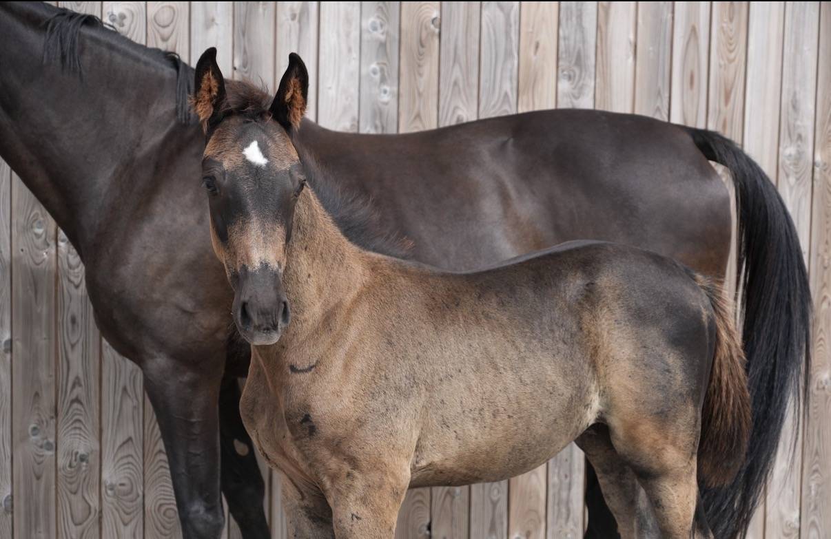 Puledro sBs Cavallo da Sport Belgio In vendita 2026 Nero ,  PEGASE VAN'T RUYTERSHOF