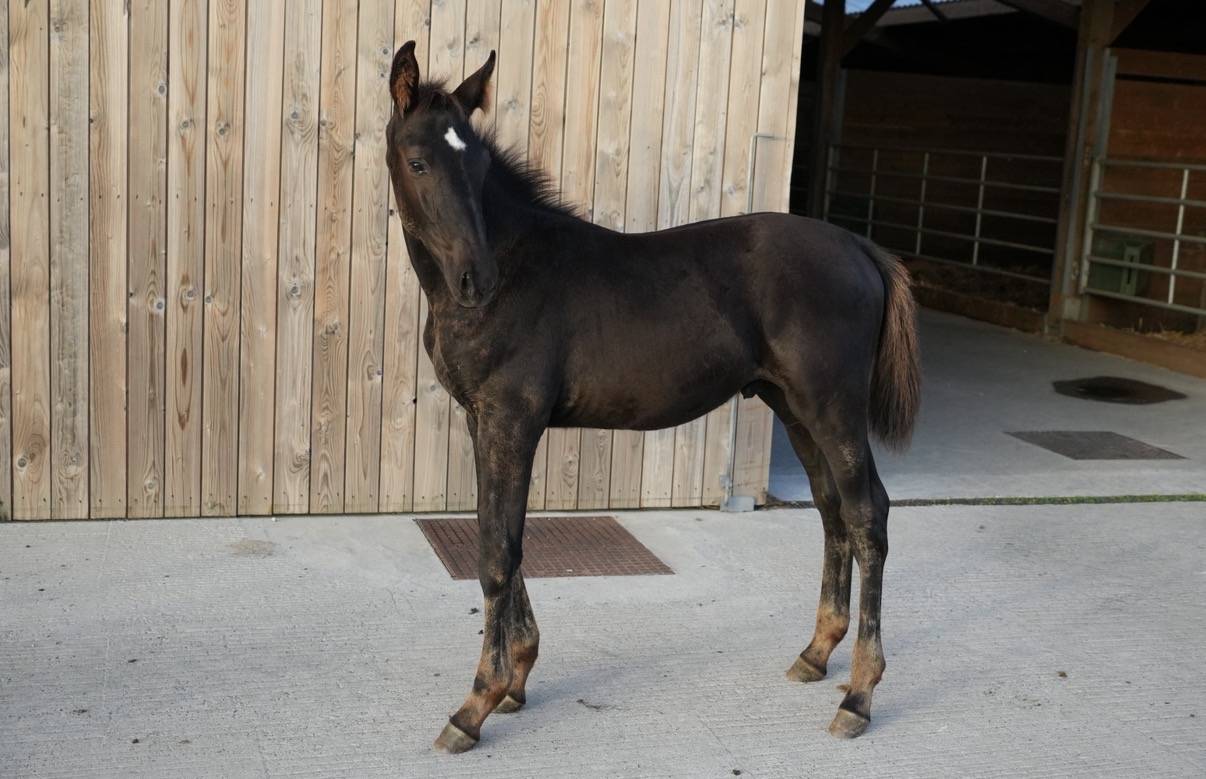 Puledro sBs Cavallo da Sport Belgio In vendita 2026 Nero ,  PEGASE VAN'T RUYTERSHOF