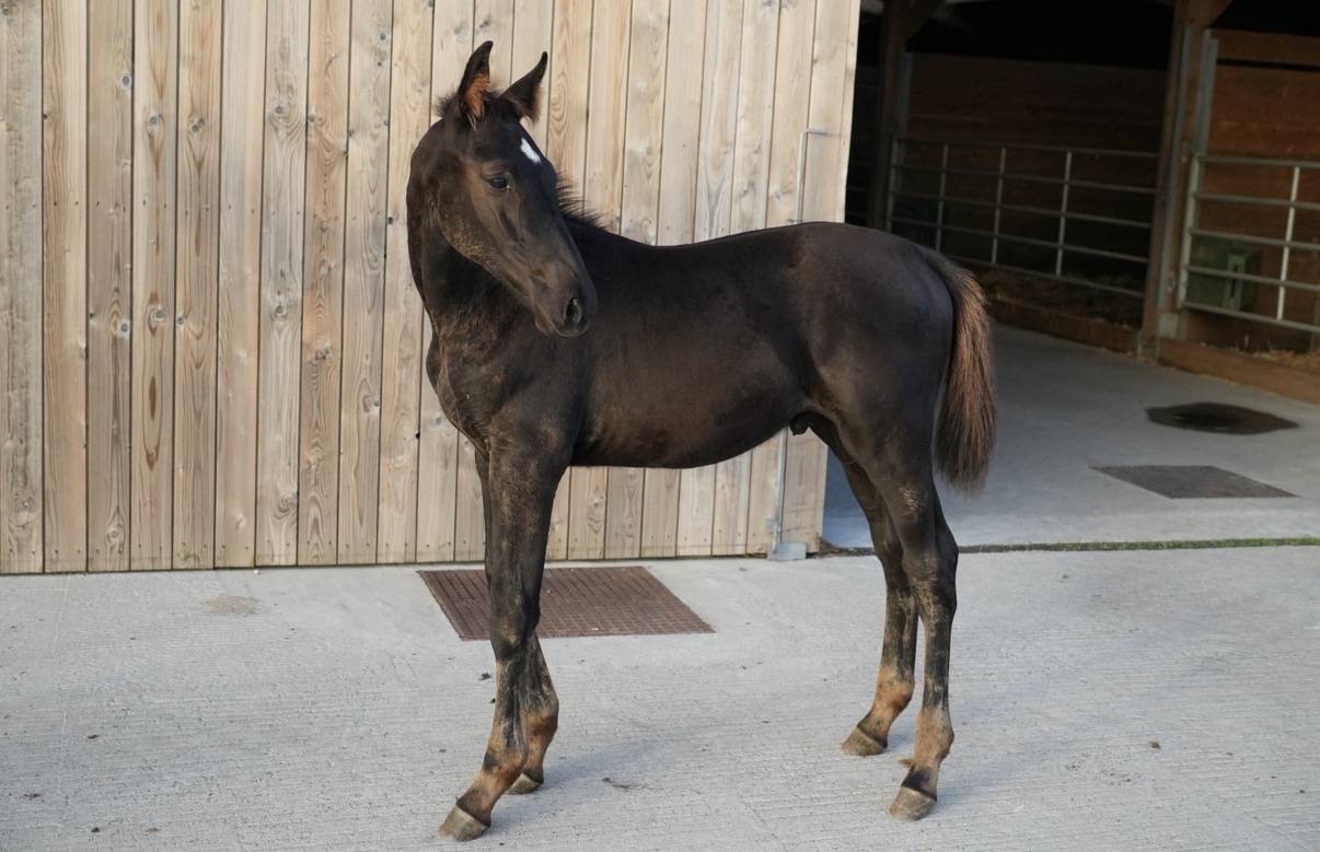 Puledro sBs Cavallo da Sport Belgio In vendita 2026 Nero ,  PEGASE VAN'T RUYTERSHOF