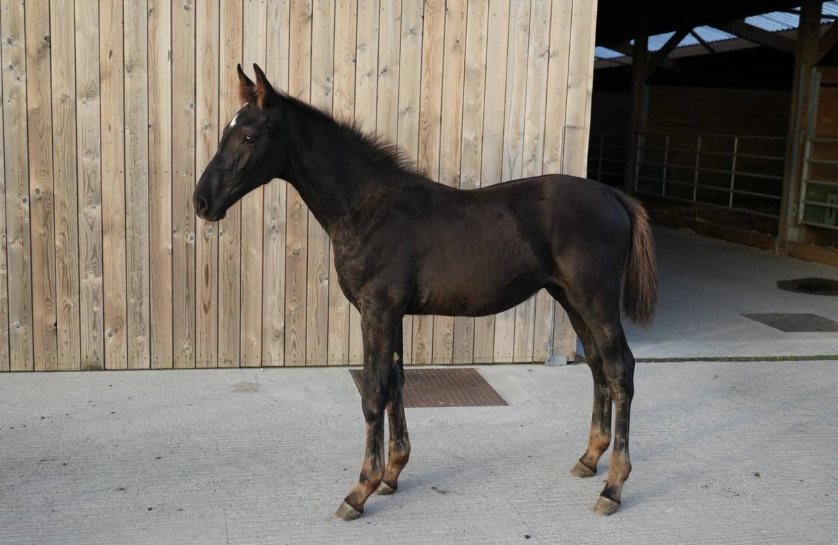 Puledro sBs Cavallo da Sport Belgio In vendita 2026 Nero ,  PEGASE VAN'T RUYTERSHOF