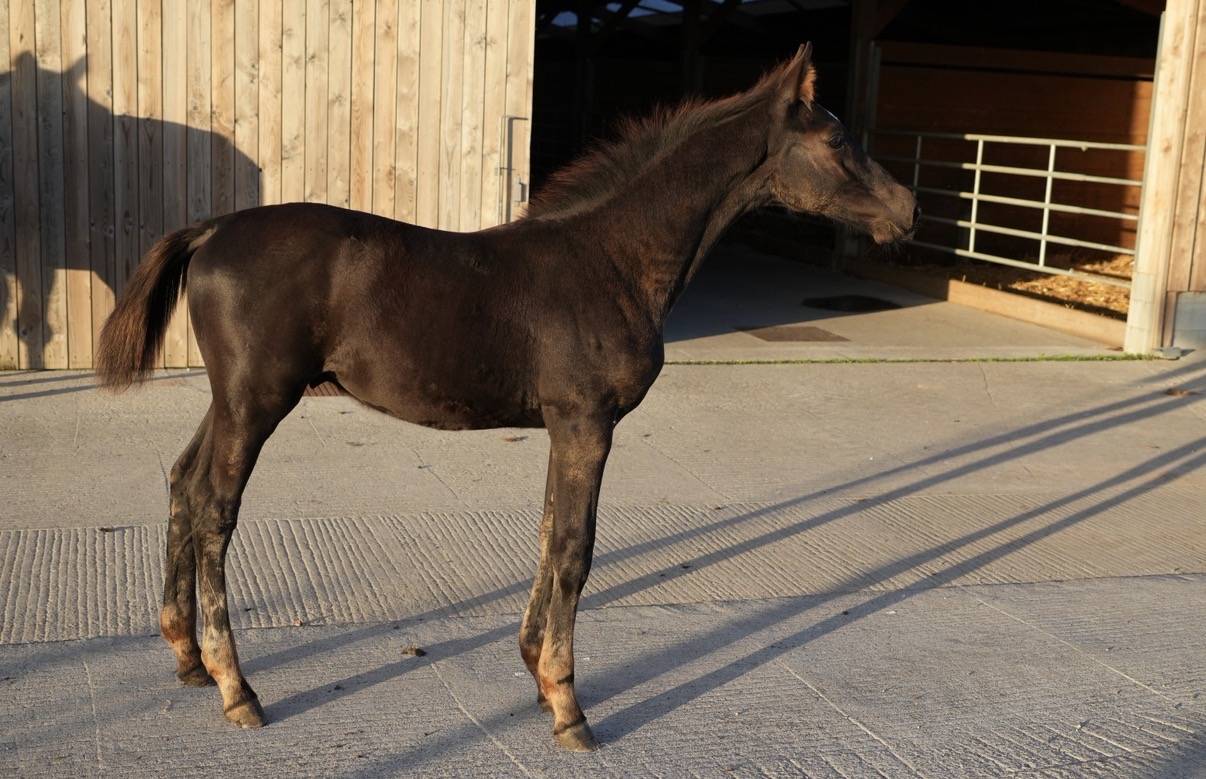 Puledro sBs Cavallo da Sport Belgio In vendita 2026 Nero ,  PEGASE VAN'T RUYTERSHOF
