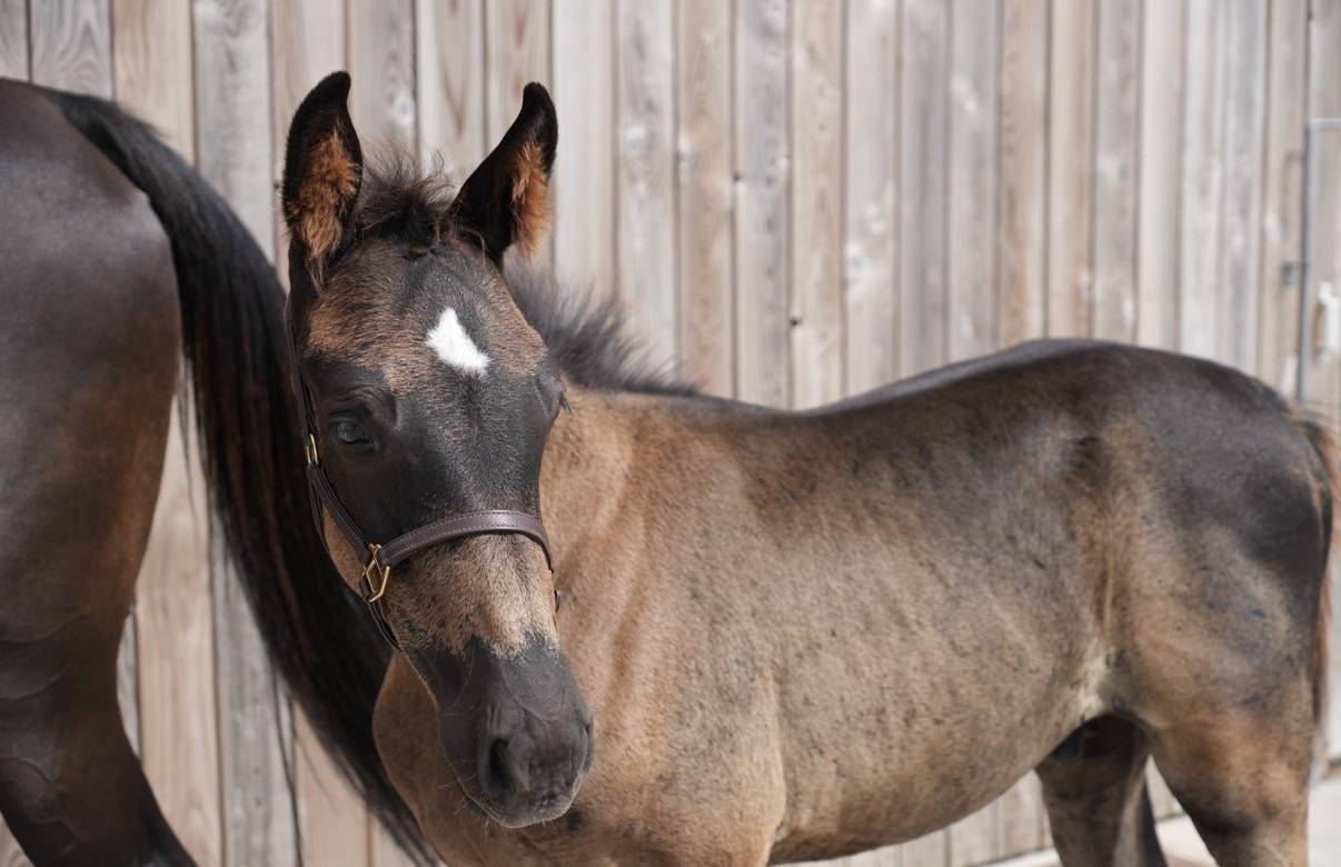 Puledro sBs Cavallo da Sport Belgio In vendita 2026 Nero ,  PEGASE VAN'T RUYTERSHOF