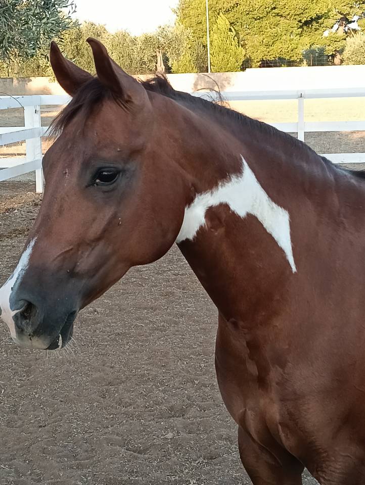 Vendo splendido American Paint horse Castrone