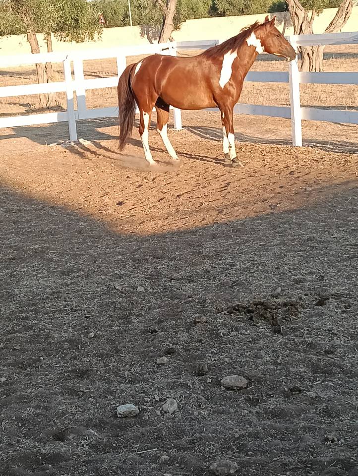 Vendo splendido American Paint horse Castrone