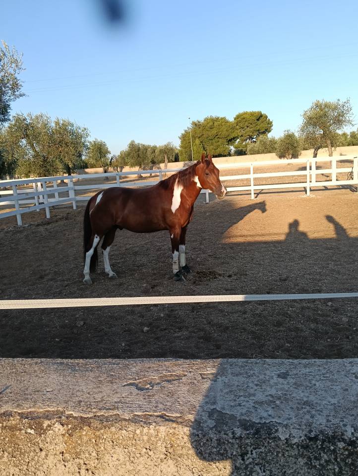 Vendo splendido American Paint horse Castrone