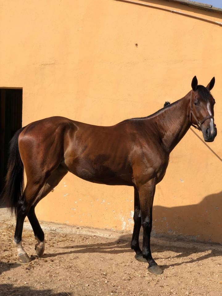 Cavalla anglo-araba fondo arabo