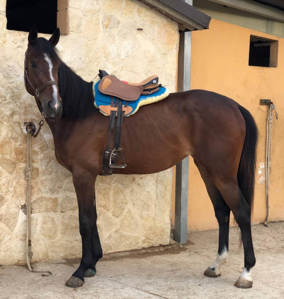 Cavalla anglo-araba fondo arabo