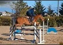 KAMARATON - CAVALLO SALTO OSTACOLI CAT. BREVETTO - 2010