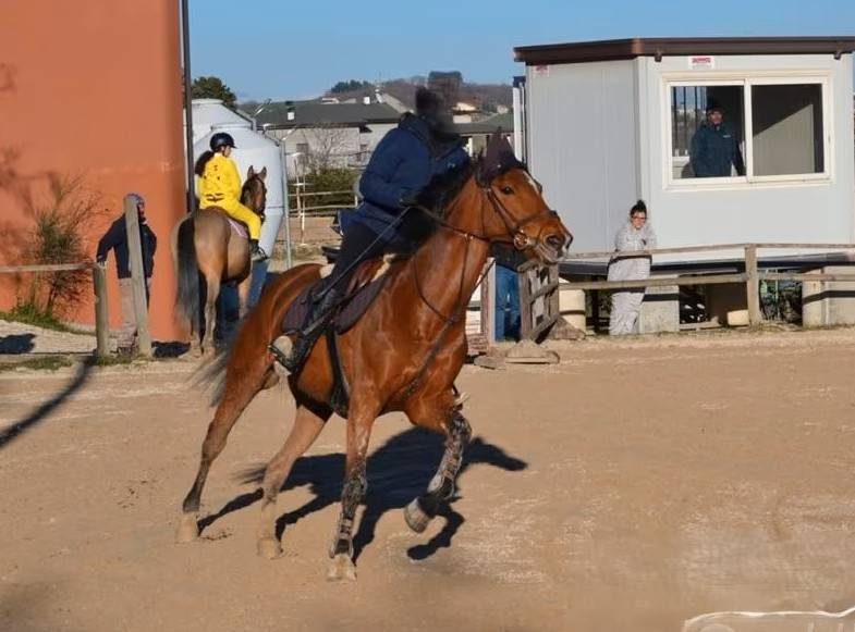 KAMARATON - CAVALLO SALTO OSTACOLI CAT. BREVETTO - 2010