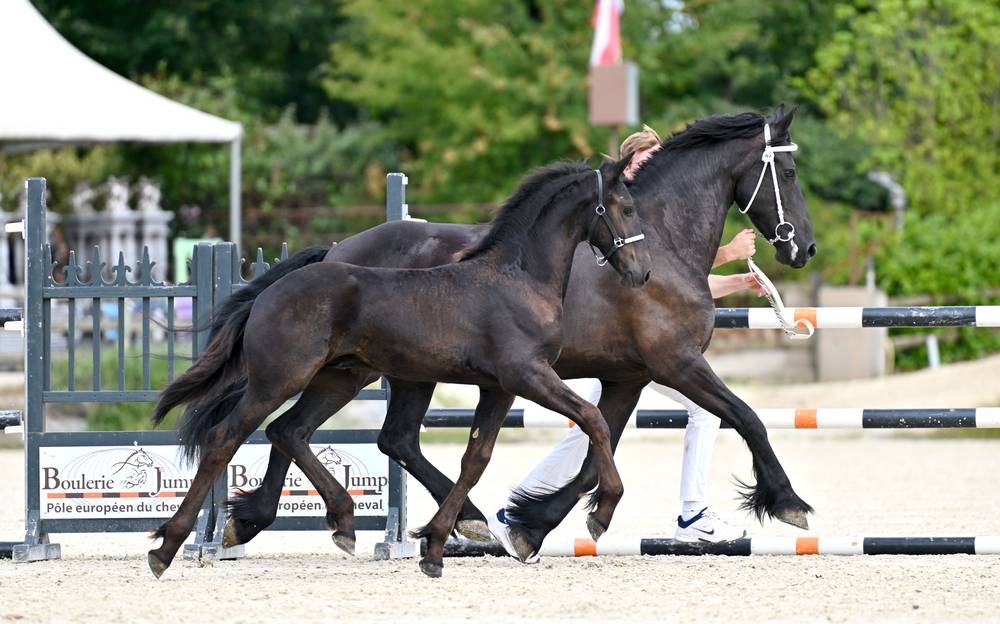 Puledro Frisone In vendita 2026 Nero ,  Jouwe 485