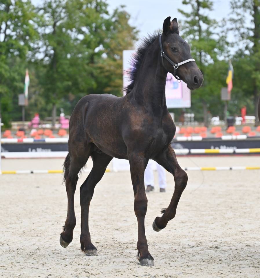 Puledro Frisone In vendita 2026 Nero ,  Jouwe 485
