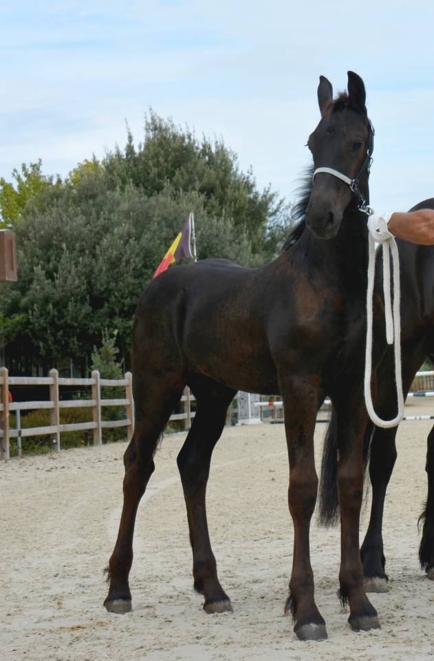 Puledro Frisone In vendita 2026 Nero ,  Jouwe 485