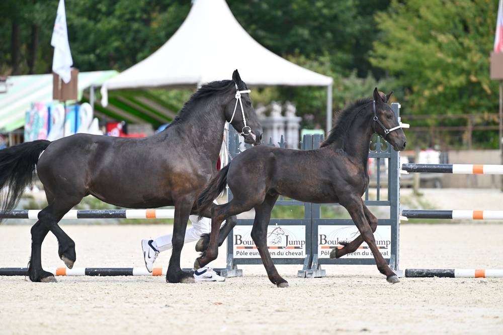 Puledro Frisone In vendita 2026 Nero ,  Jouwe 485