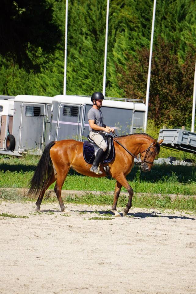 Cavalla Lusitano In vendita 2022 Baio ,  Eldorado da broa mv