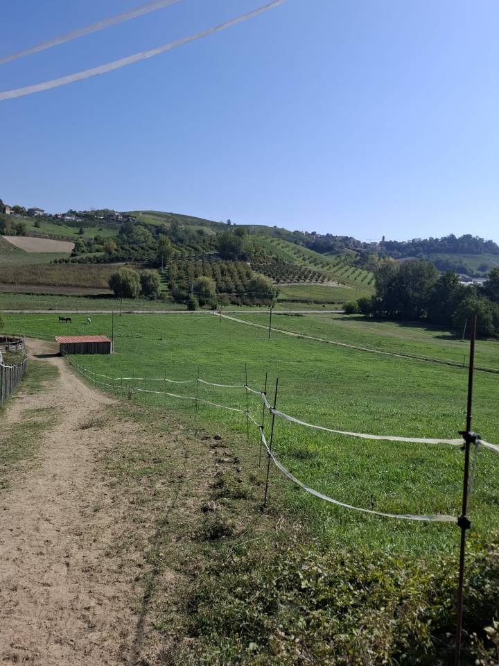 Pensione Naturale per Cavalli a Riposo